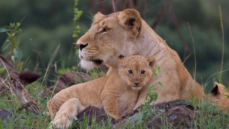 Лев львица и 3 львенка