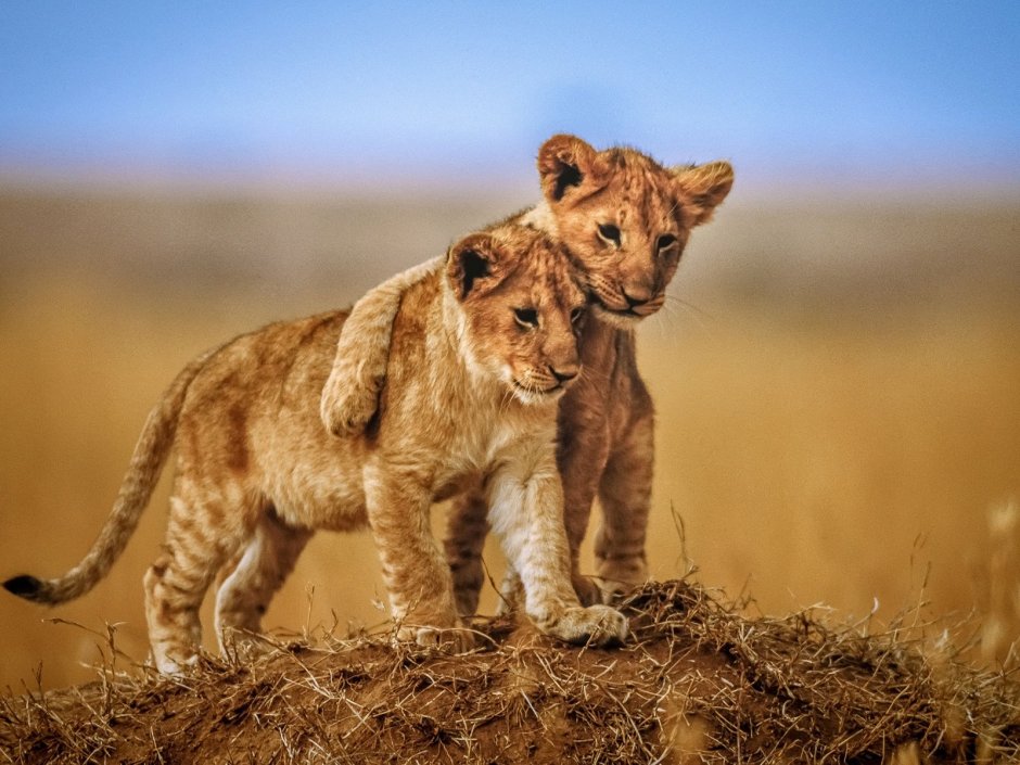 Лев львица и два львенка