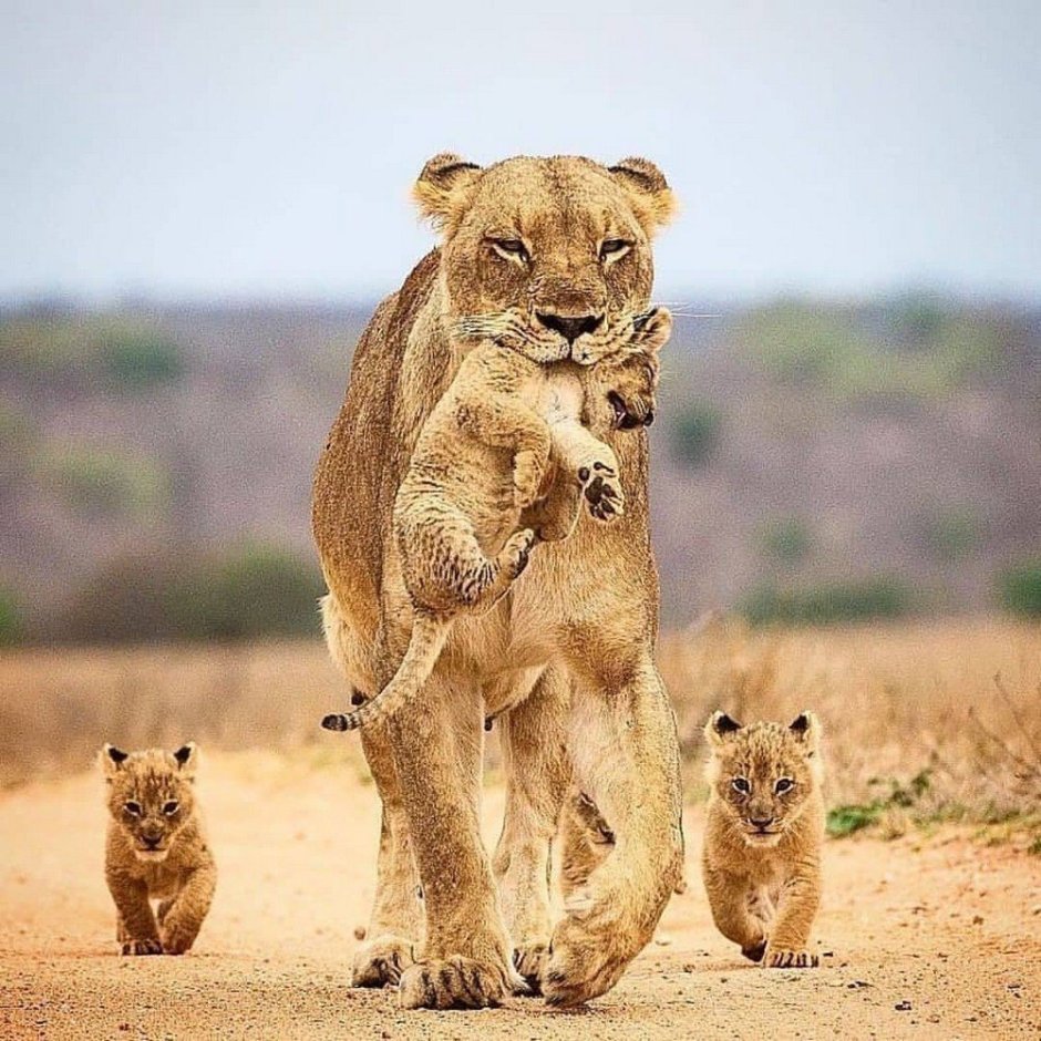 Прайд Львов