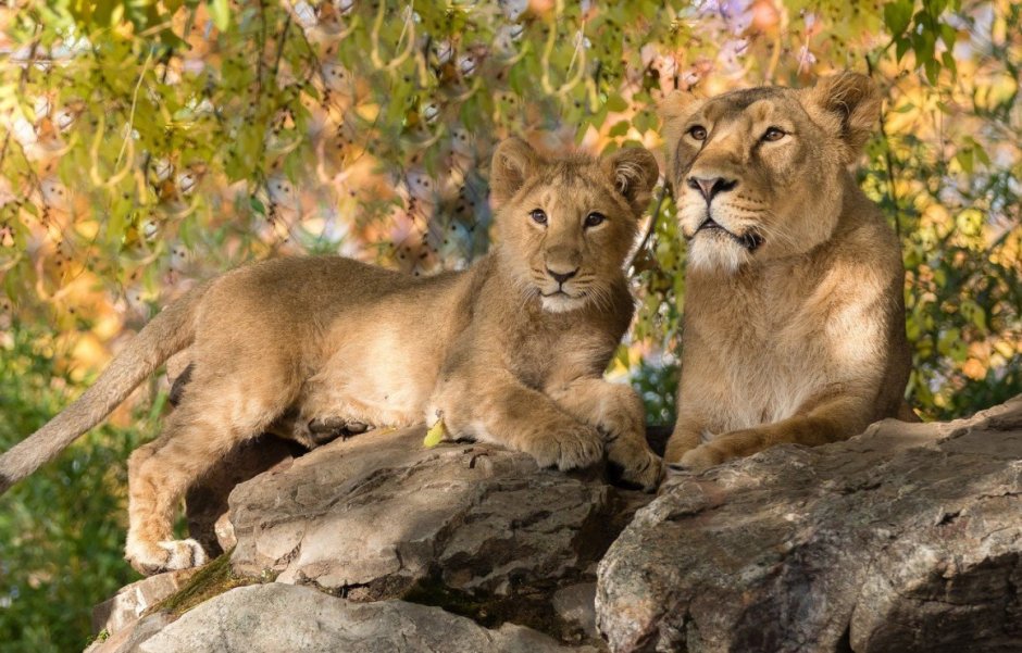 Лев львица и три львенуп