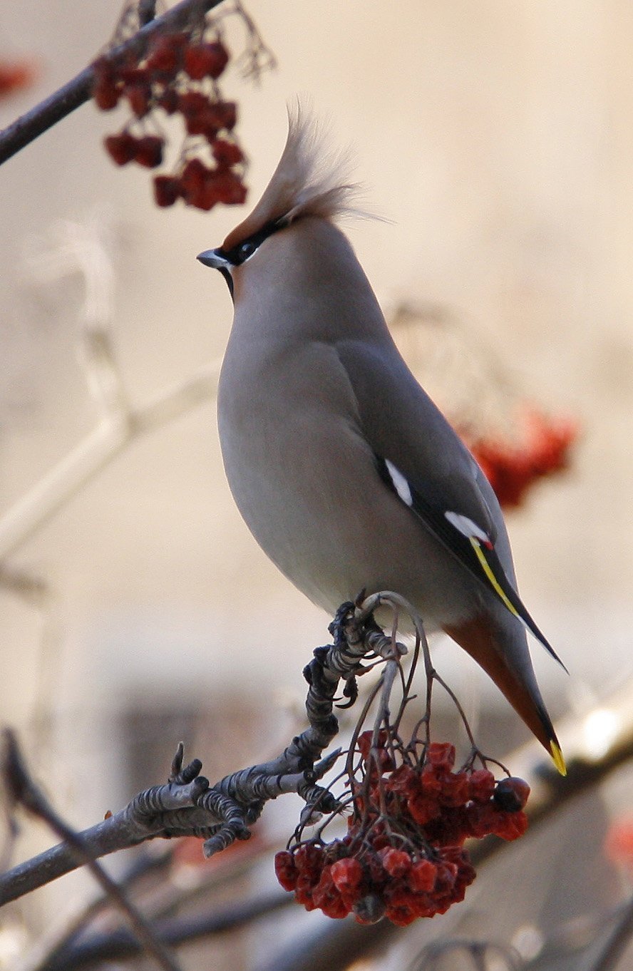 Дрозд свиристель Крымский