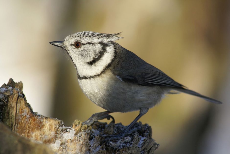 Свиристель и Дубонос