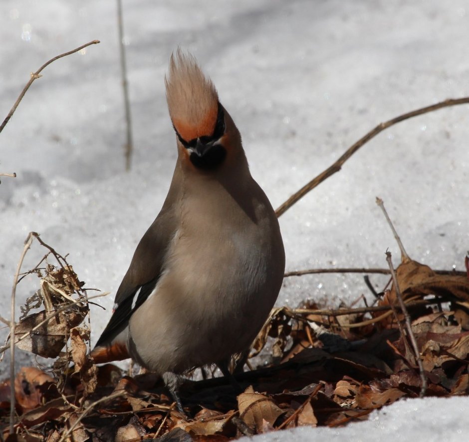 Хохлатые свиристели