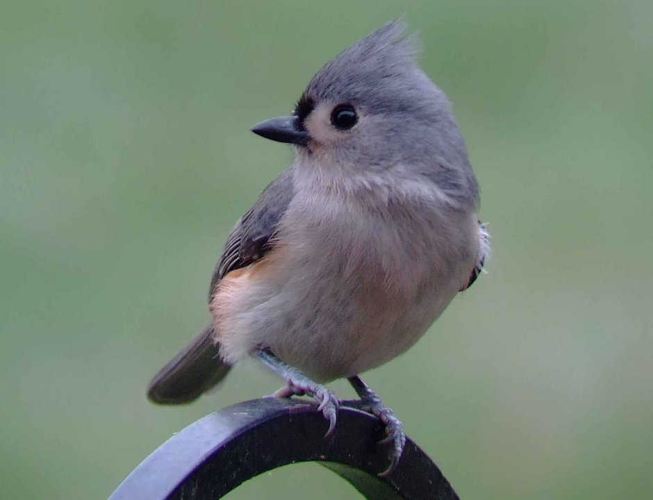 Хохлатые серые птички