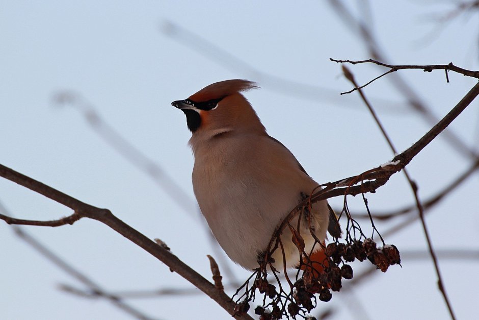 Свиристель птица фото