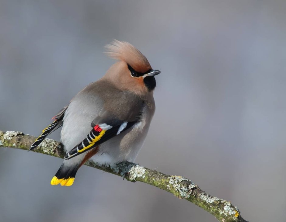Свиристели перелетные птицы