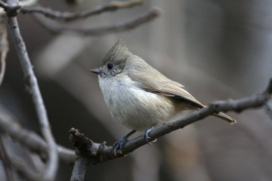 Серая птичка с хохолком