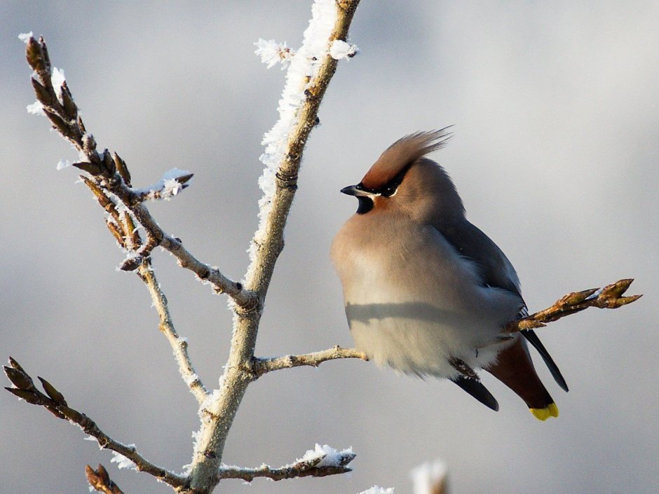 Птичка с хохолком в Ленинградской