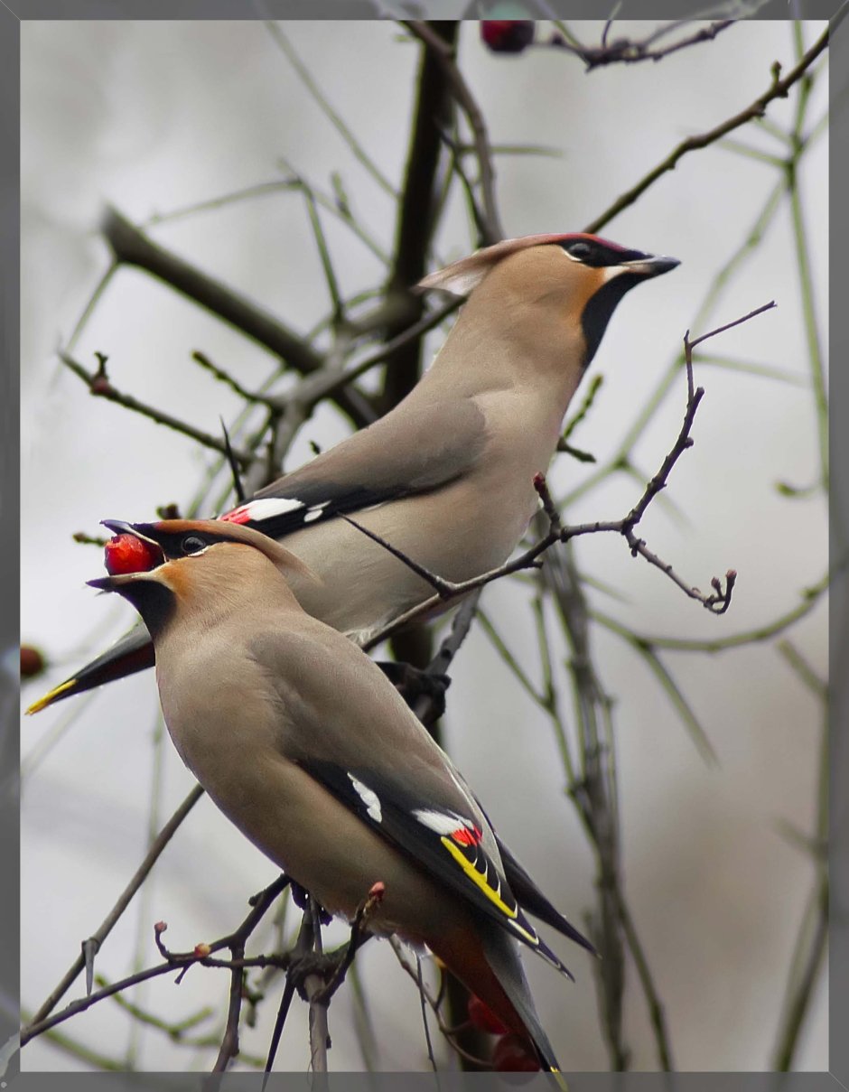 Кедровый свиристель