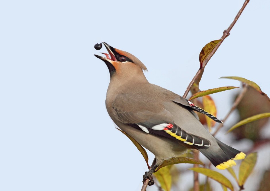 Сойка хохлатая