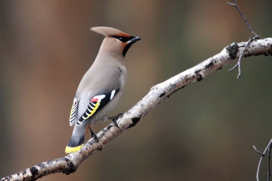 Серые птички с хохолком в России
