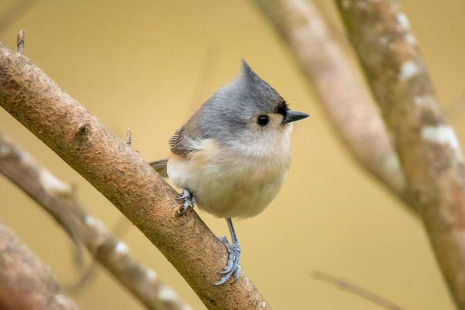 Хохлатый Дрозд