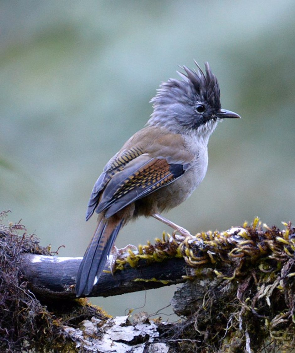 Серая птичка с хохолком Сибирь