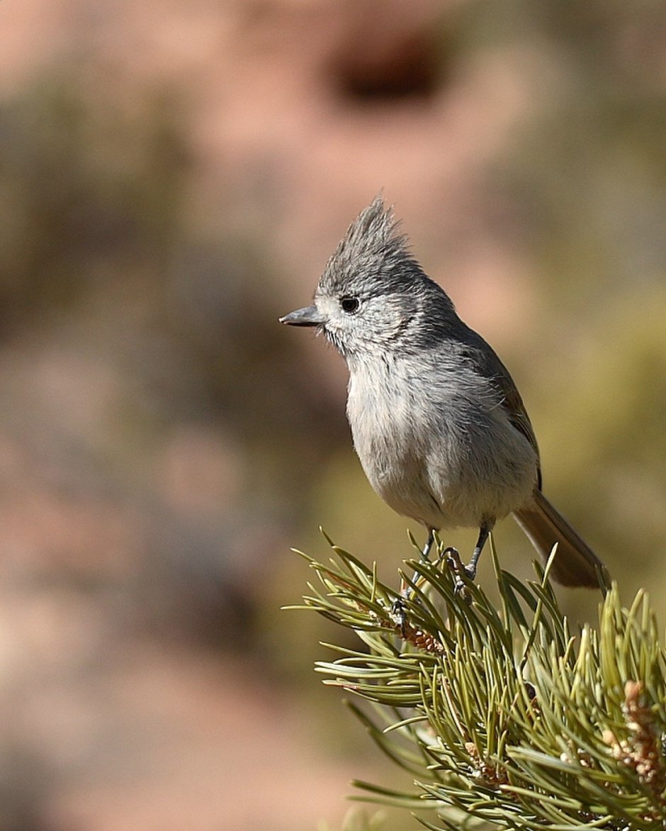 Tufted Titmouse