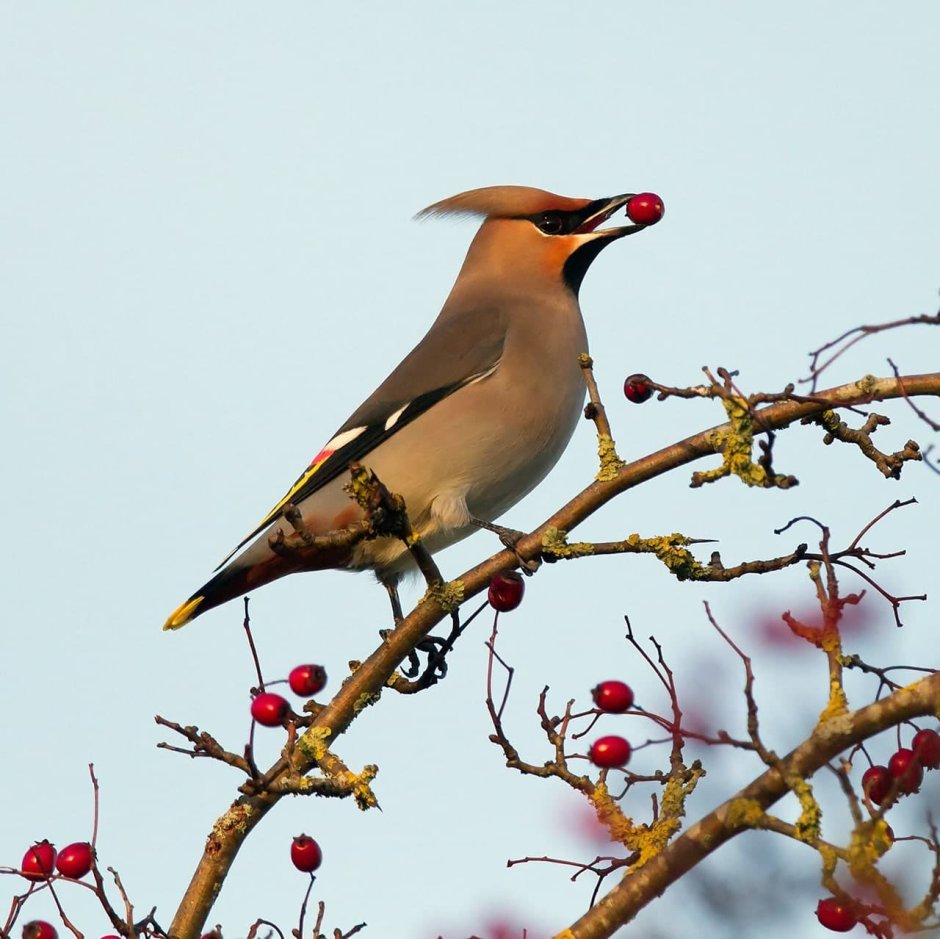 Сойка и свиристель