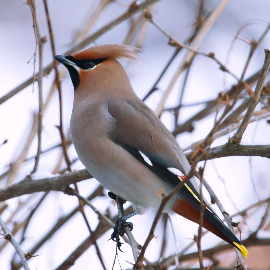 Птица больше воробья с хохолком