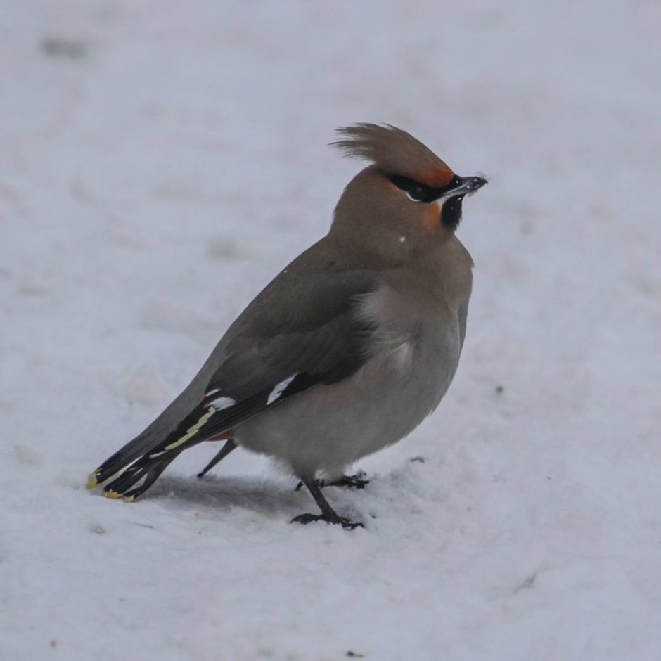 Cedar Waxwing птица