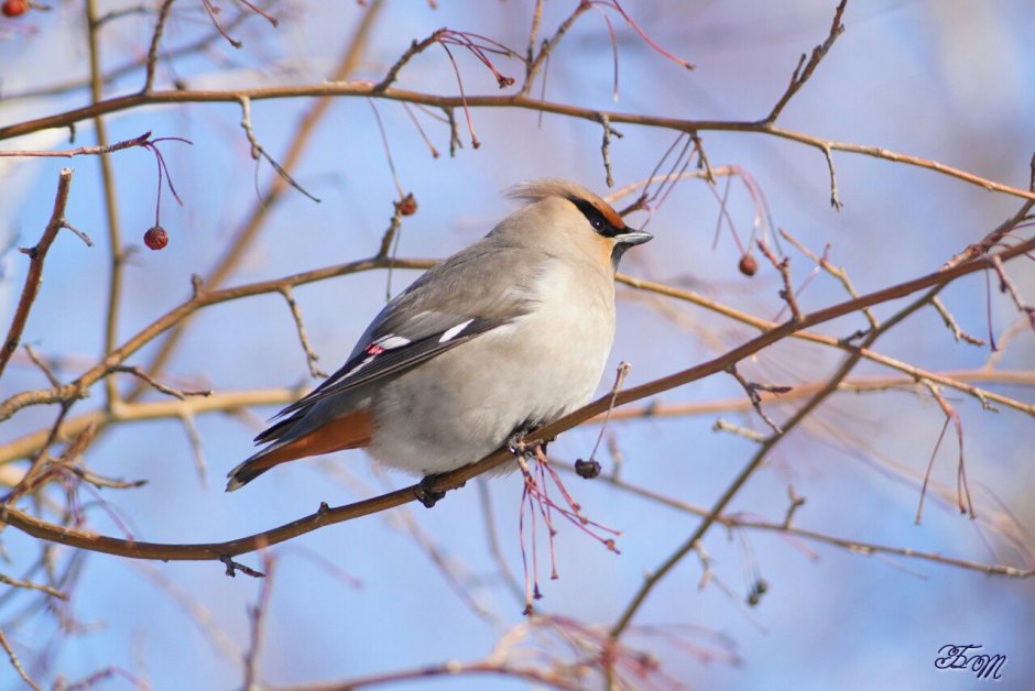 Хохлатая свиристель