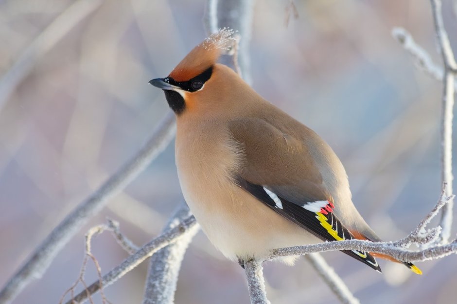Серая птичка с хохолком Сибирь