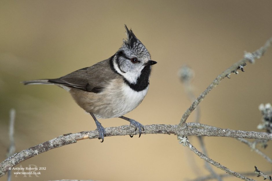 Синица серая с хохолком