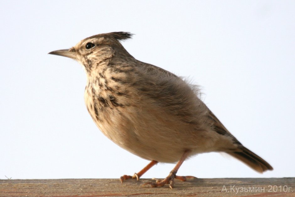 Хохлатая Пичуга