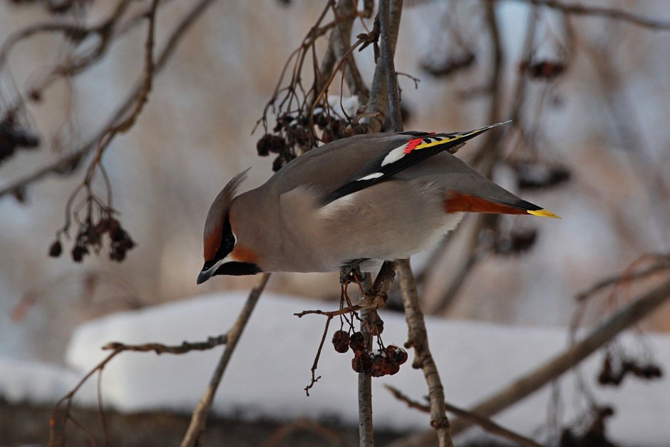 Свиристель Приморский край