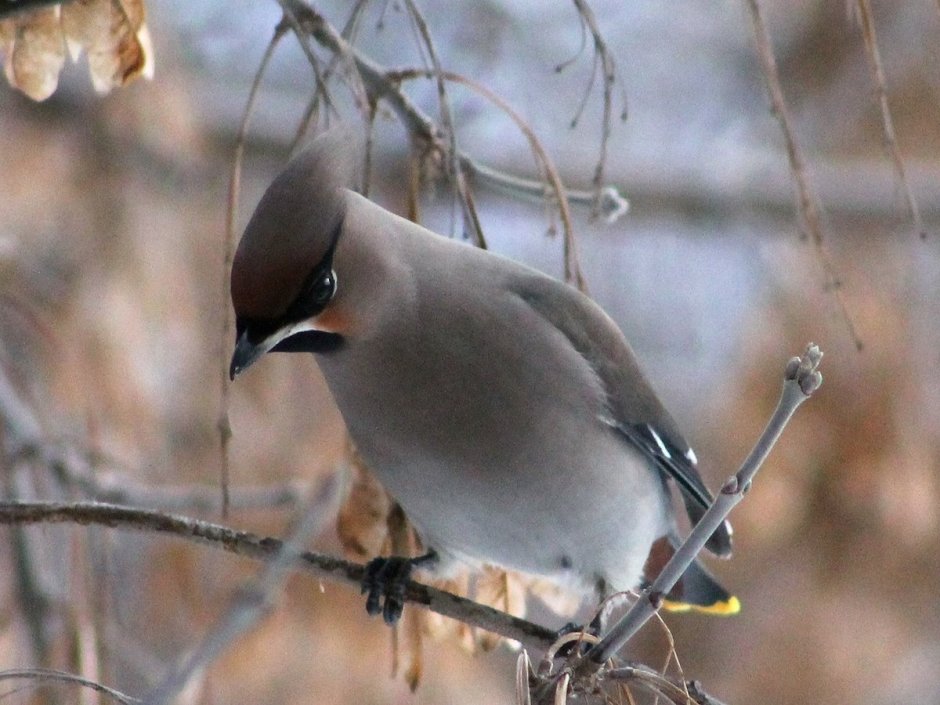 Птицы Геленджика Сойка