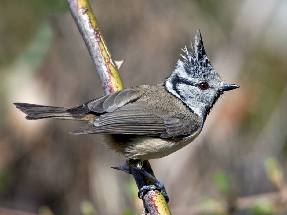 Свиристель птицы Северной Америки