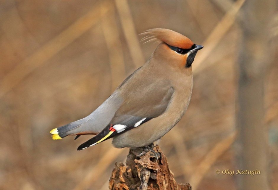 Свиристели, поползни