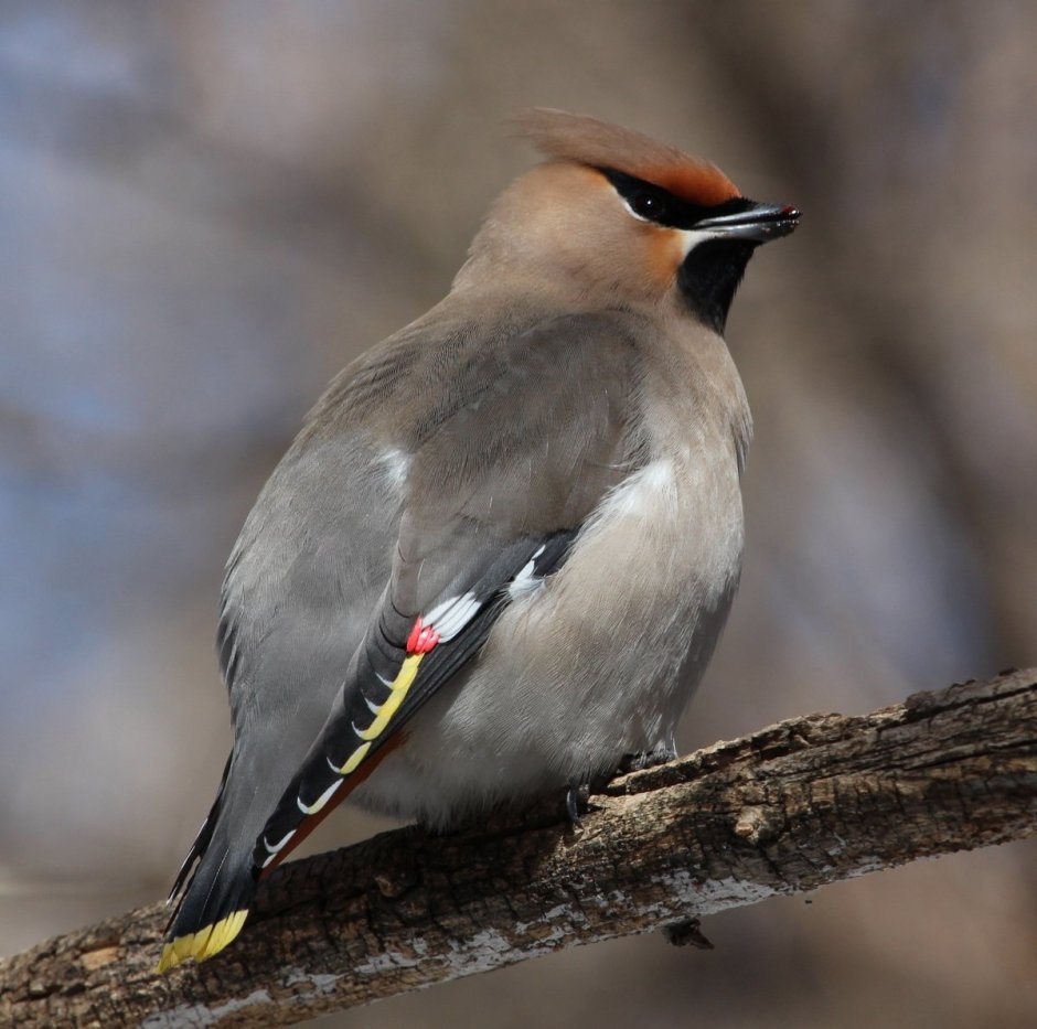 Венценосный Чибис