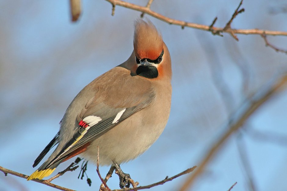 Хохлатая свиристель