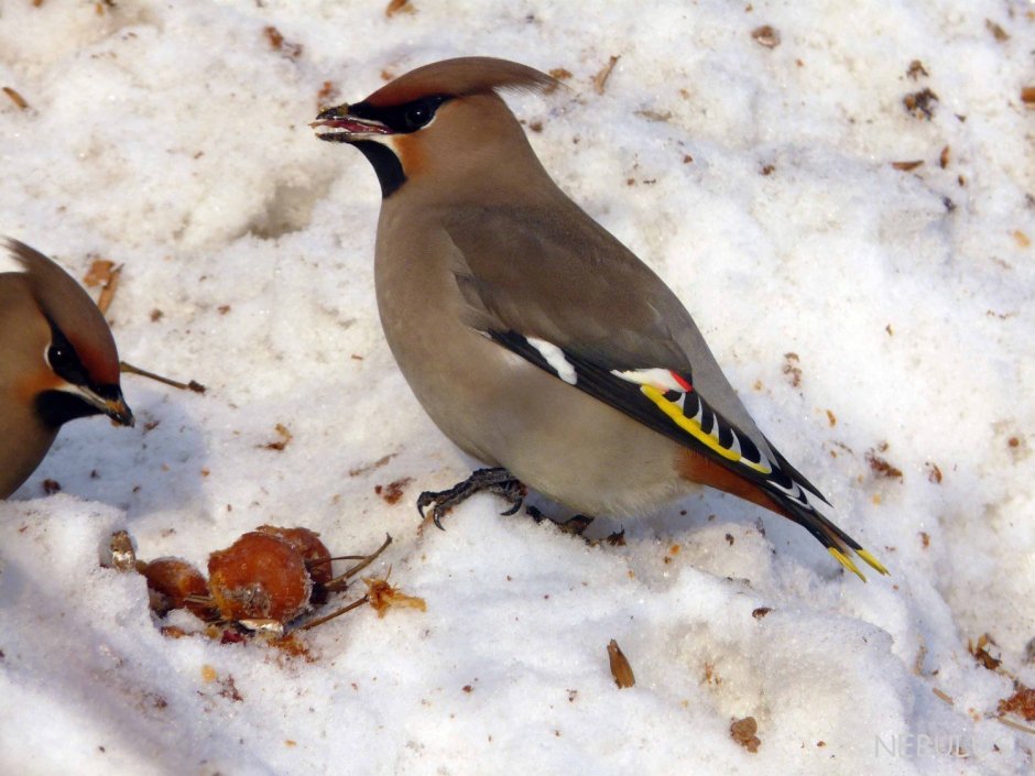 Titmouse синица