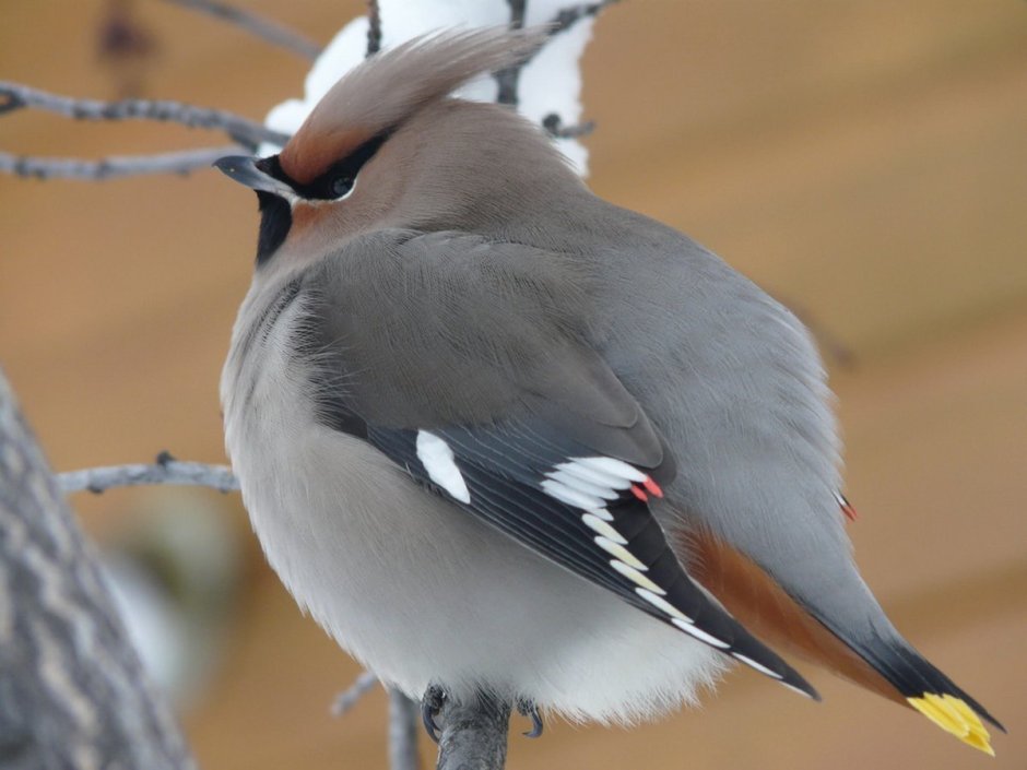 Шелковистый свиристель