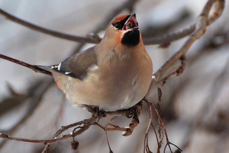 Сорокопут свиристель