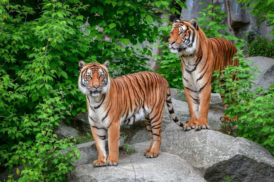 Суматранский тигр и Амурский