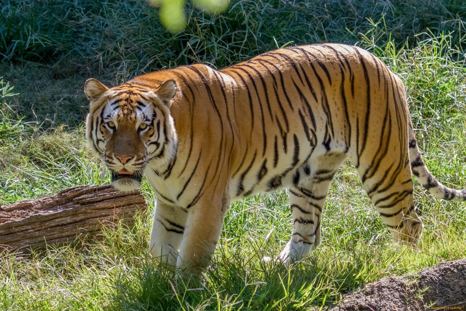 Тигр (Panthera Tigris)
