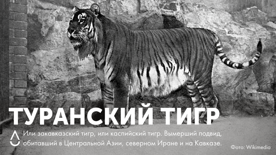 Туранский (Каспийский) тигр