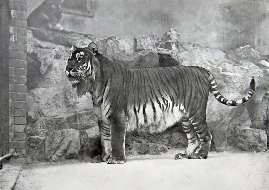 Panthera Tigris sondaica