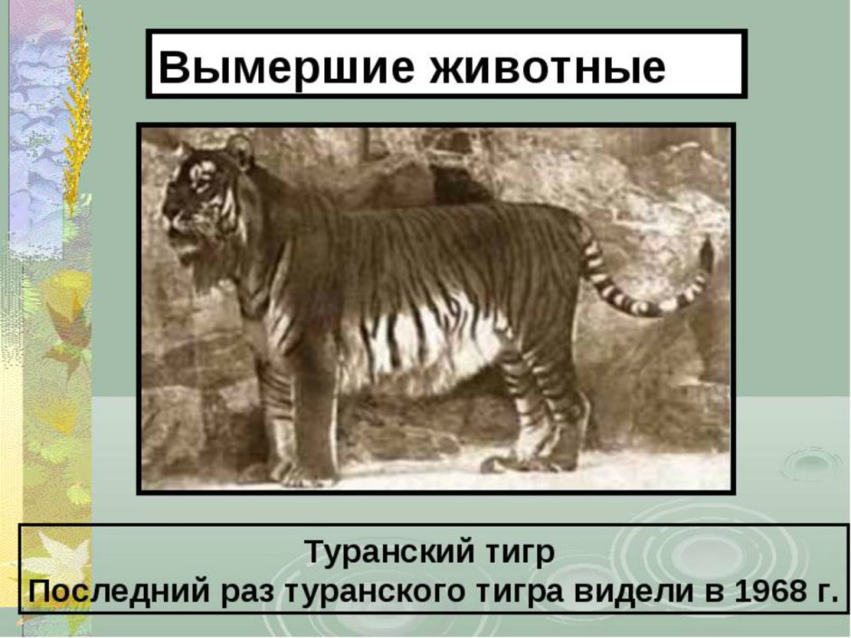 Вымирание редких животных