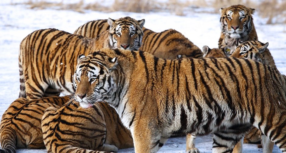 Thats a Tiger of a different Colour