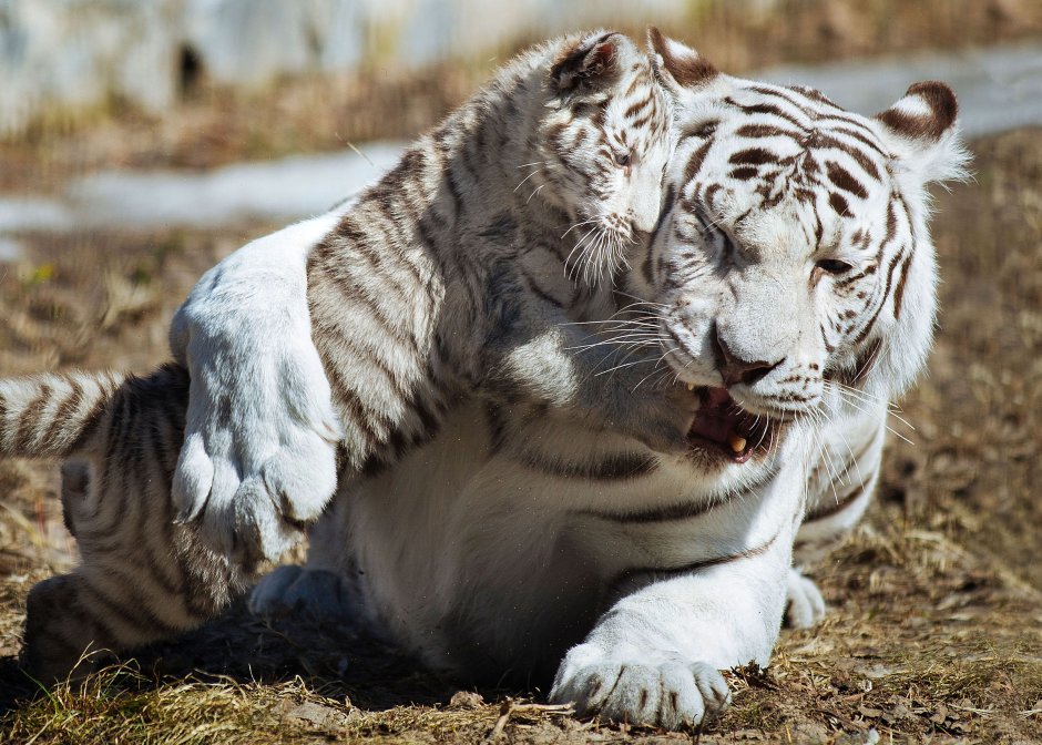 Panthera Tigris virgata