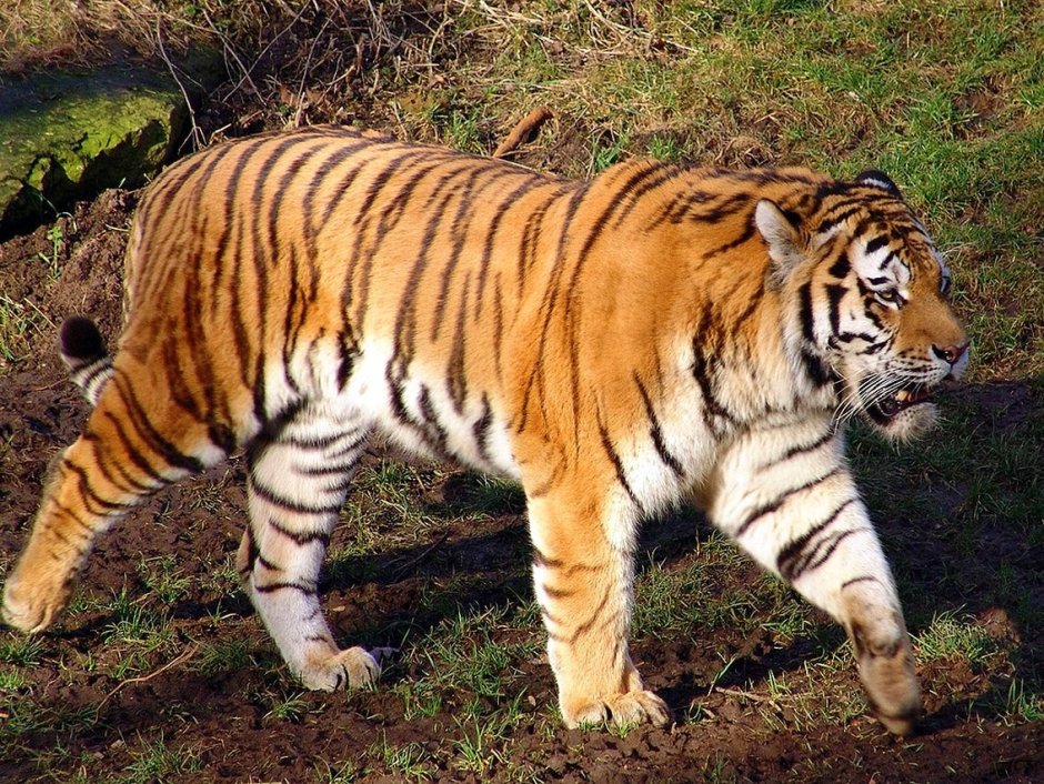 Амурский тигр самец