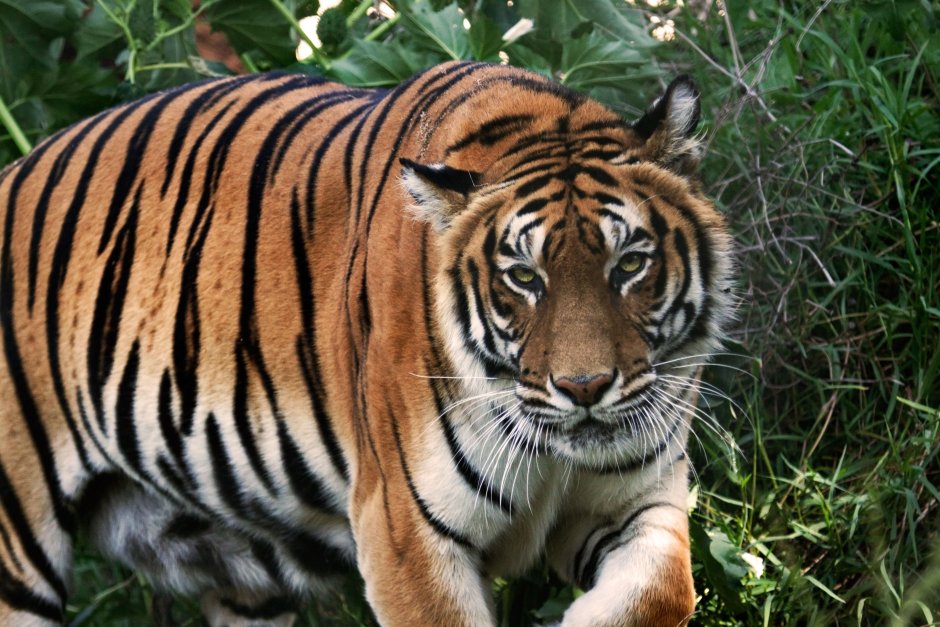 Индокитайский тигр (Panthera Tigris corbetti)