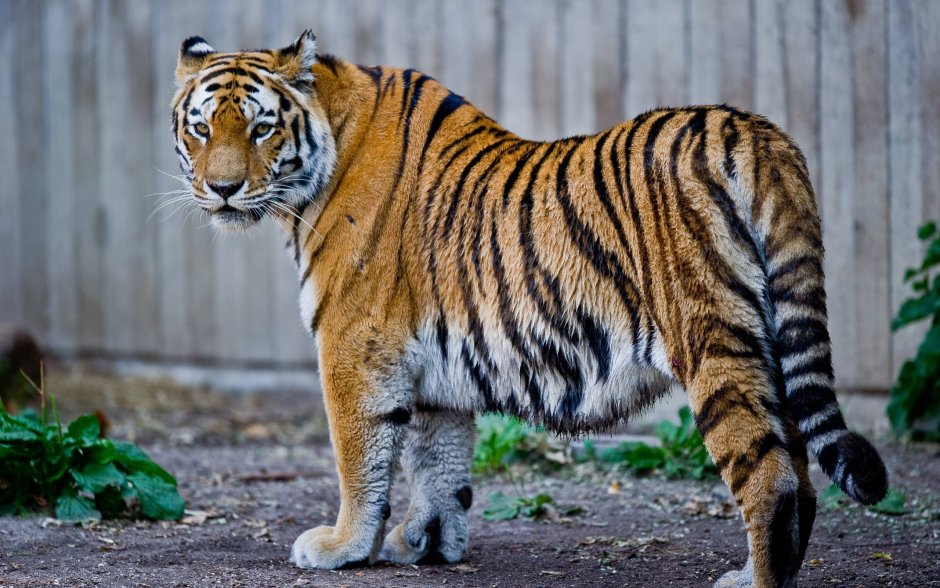 Бенгальский тигр / Bengal Tiger
