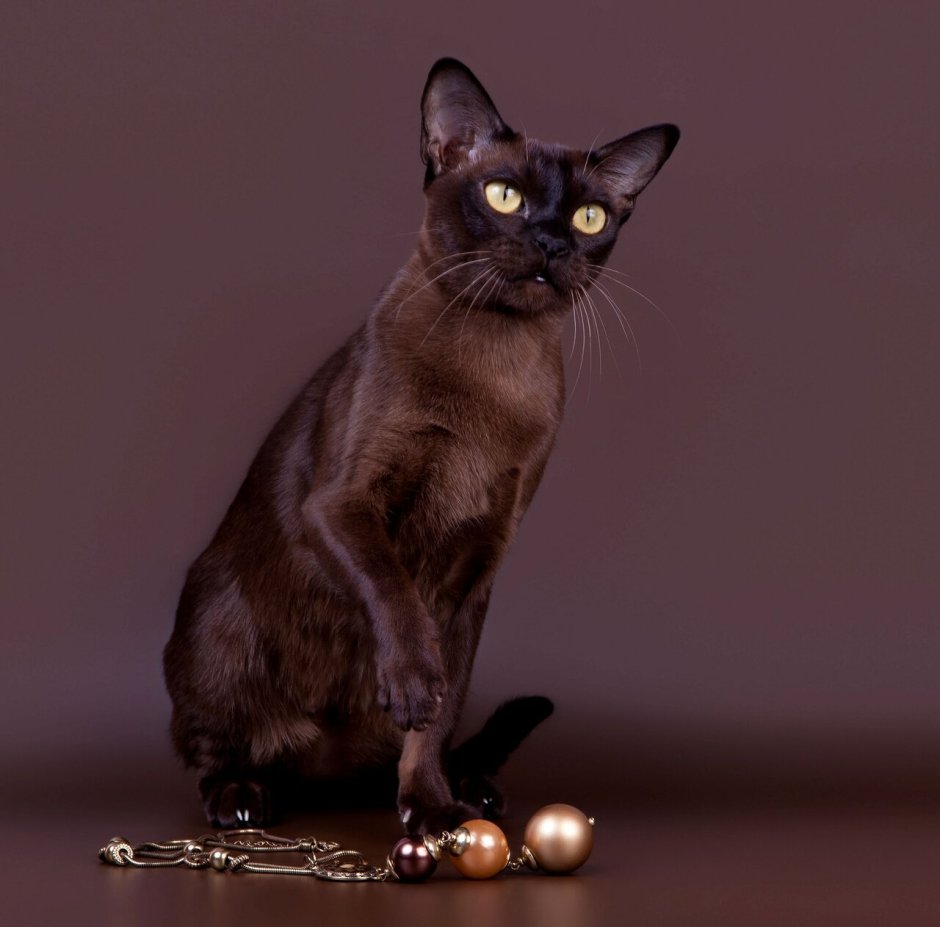 Бурманский кот