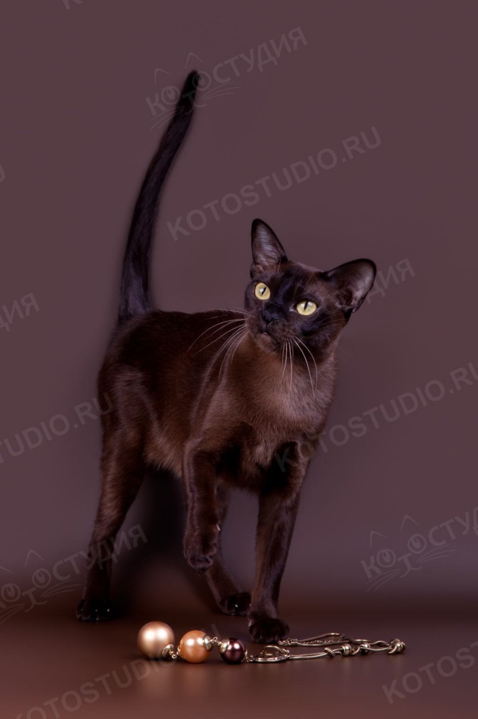 Кошка Мур Марина