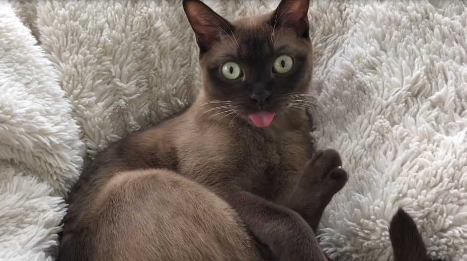 Бурманская кошка