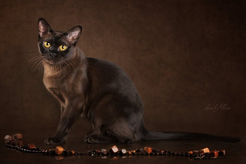 Бурманская кошка