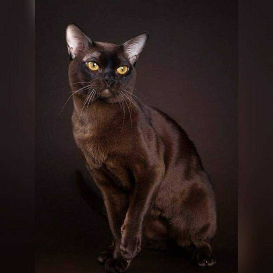 Бурманская кошка