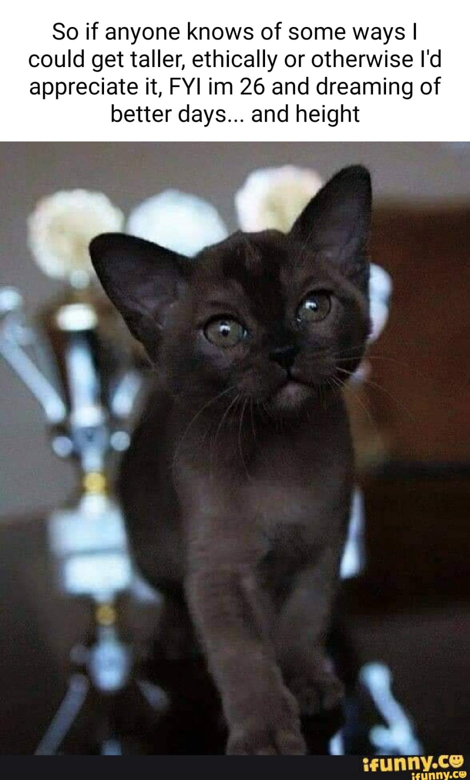 Бомбейская кошка